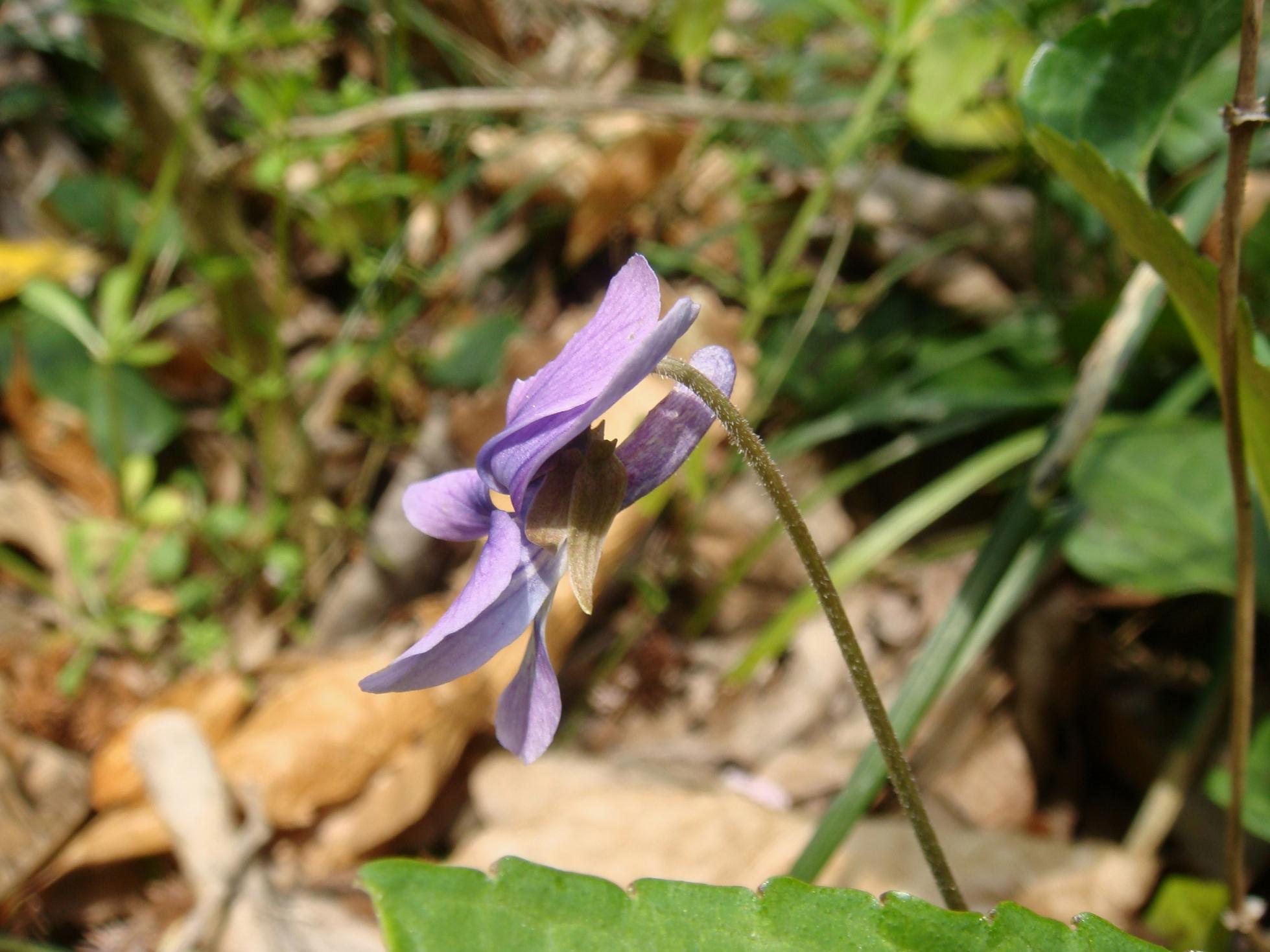 Voyaga etgan ayolni internetda porno bilan jinsiy aloqada bolishga jalb qilishdi.